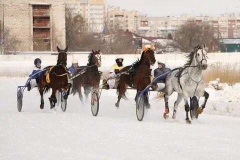 Вниик коневодства