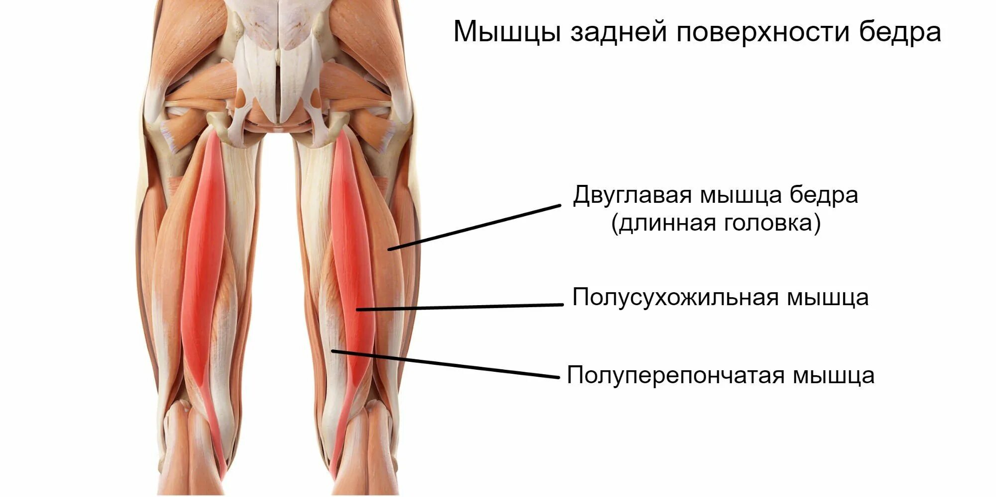 Бедра женщины фото где находится. Задняя группа полусухожильная мышца бедра. Мышцы задней части бедра анатомия. Длинная головка двуглавой мышцы бедра. Двуглавая мышца бедра крепление и функции.