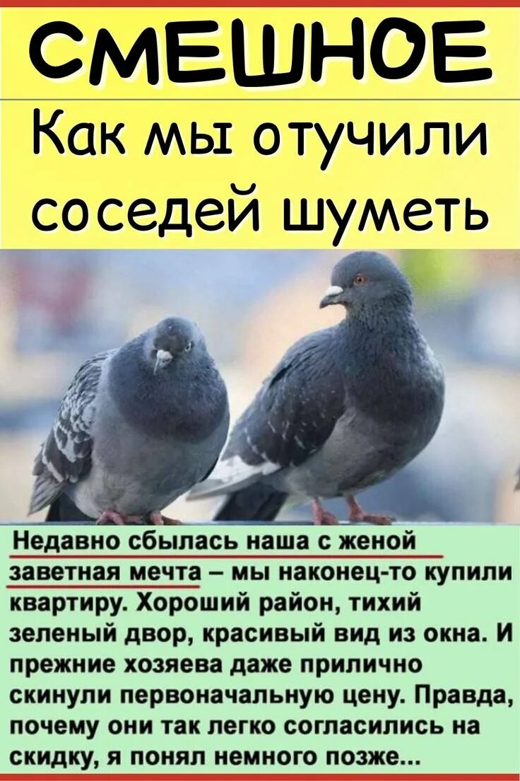 Как отвадить соседских. Соседи юмор. Как проучить соседей. Шумно соседи. Соседский совет.