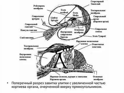 Кортиев орган образован