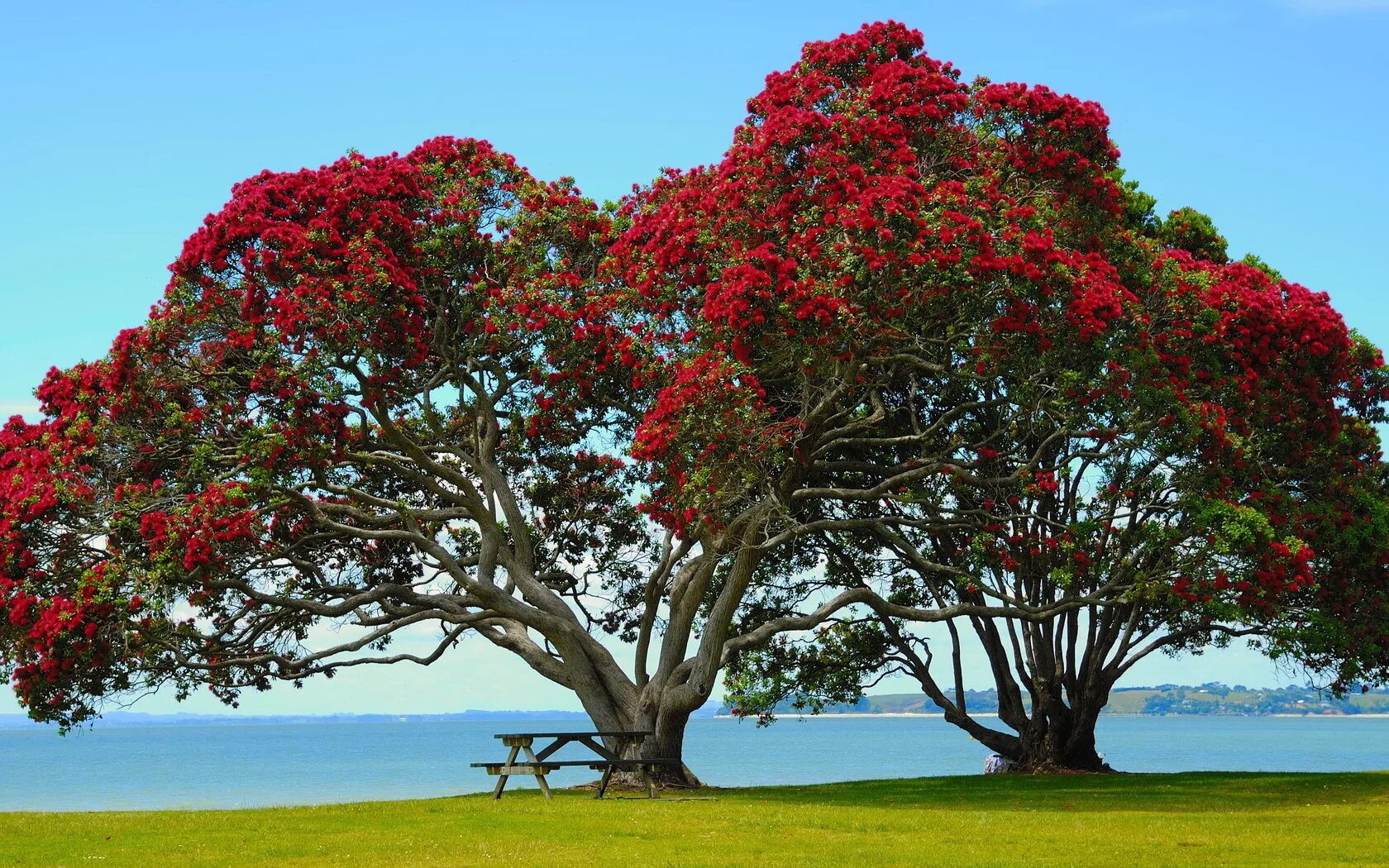 Дерево миллера. Метросидерос зонтичный. Новая Зеландия цветы Похутукава. Метросидерос холмовой. Дерево в новой Зеландии Похутукава.