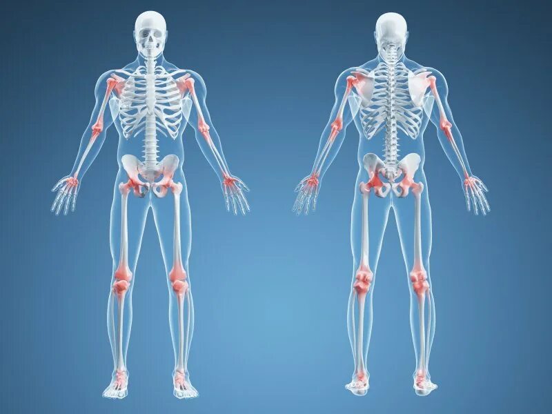 Заболевание опорно двигательный аппарат человека. Опорно двигательный аппарат. Суставы человека. Анатомия опорно-двигательного аппарата человека. Опорно-двигательного аппа.