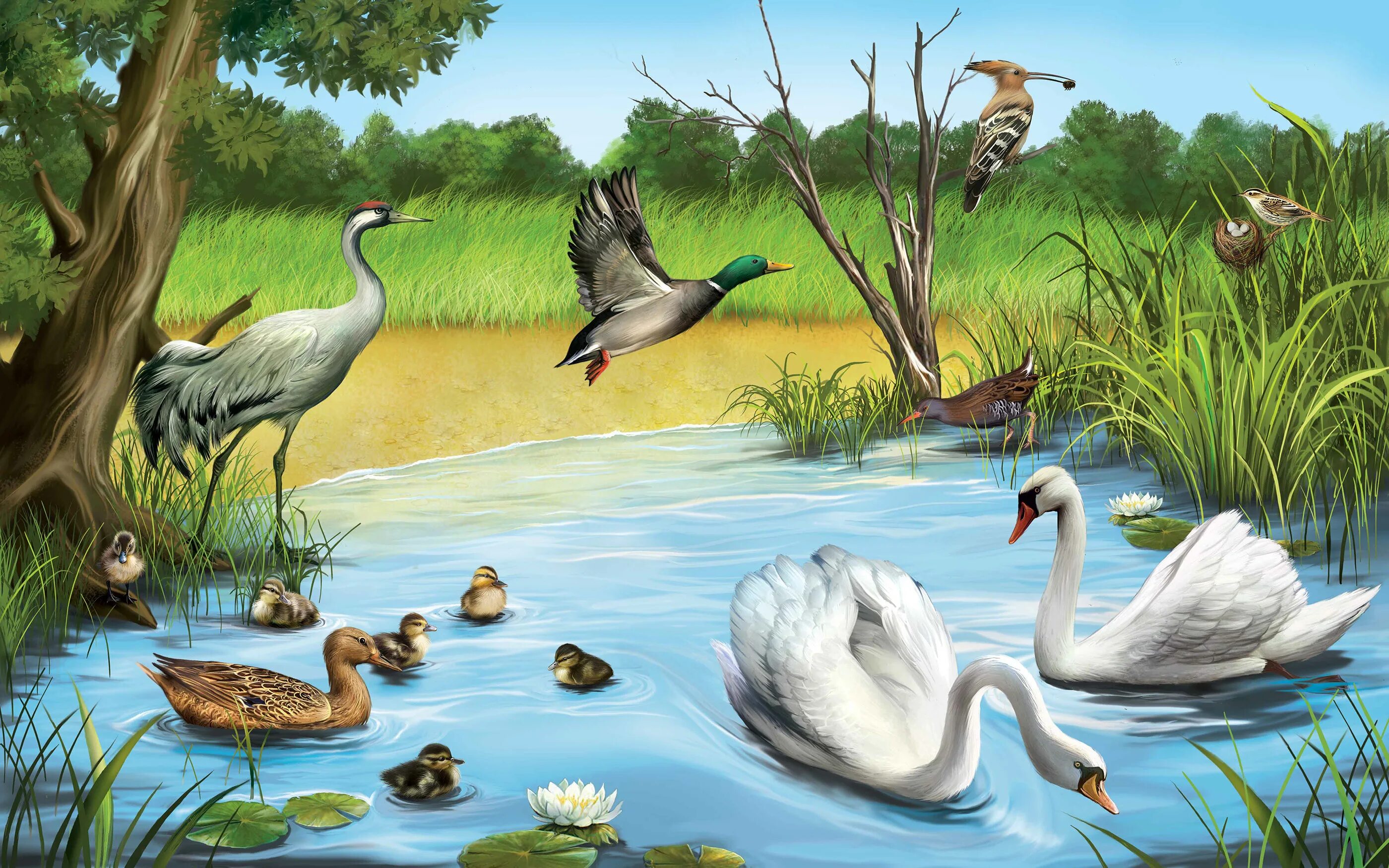 Летняя жизнь животных. Картины животных в природе. Природа иллюстрация. Обитатели водоемов для детей. Пейзажи с животными и птицами.