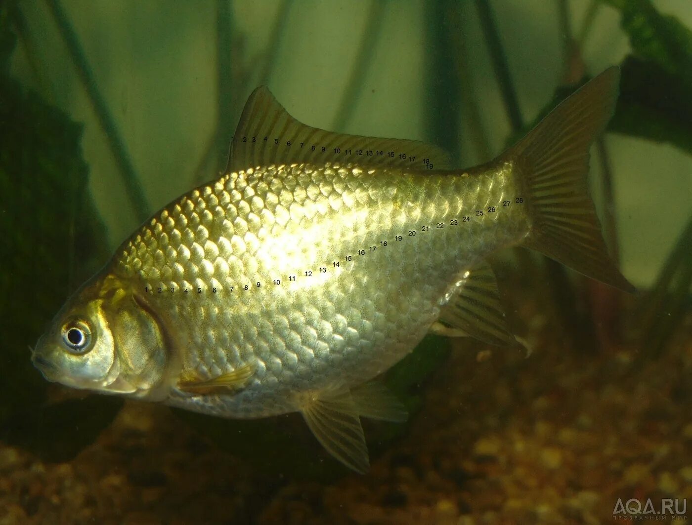 Карась гибрид. Серебряный карась (Carassius gibelio). Карась золотой горбатый. Карась обыкновенный Carassius Carassius. Carassius auratus серебряный карась.