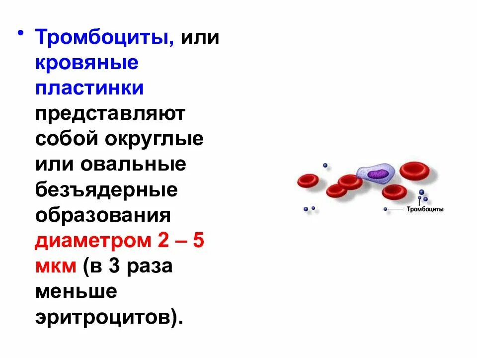 Какого размера кровь. Тромбоциты строение и функции. Состав крови. Эритроциты и тромбоциты. Функции тромбоцитов.