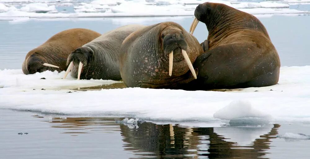 Морж. Атлантический морж. Животные севера морж для дошкольников. Морж фото.