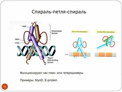 Быть представлена альфа спиралью стабилизироваться
