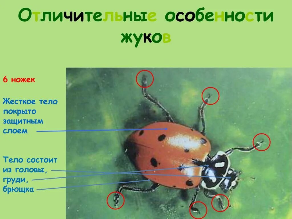 Главные признаки насекомых рисунок. Отличительные особенности насекомых. Отличительные особенности Жуков. Отличительные признаки насекомых. Насекомые признаки насекомых.