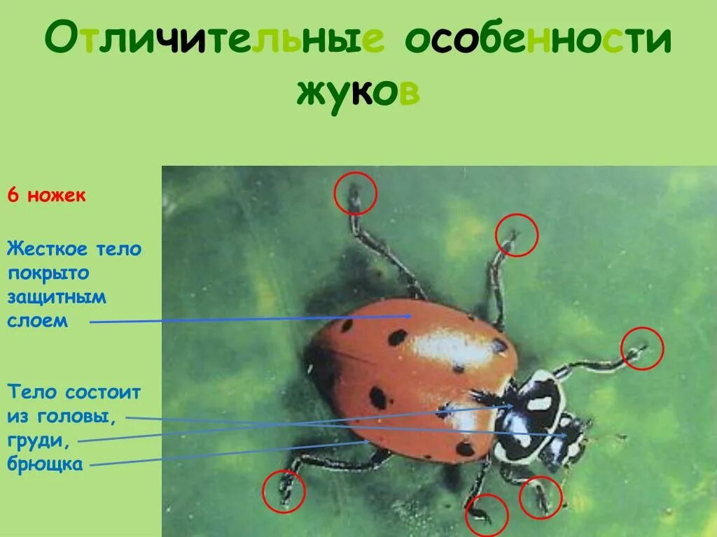 Признаки насекомых. Отличительные особенности Жуков. Отличительные черты насекомых. Отличительные признаки насекомых.