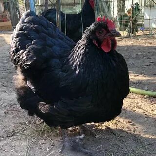 Куры джерсийский гигант