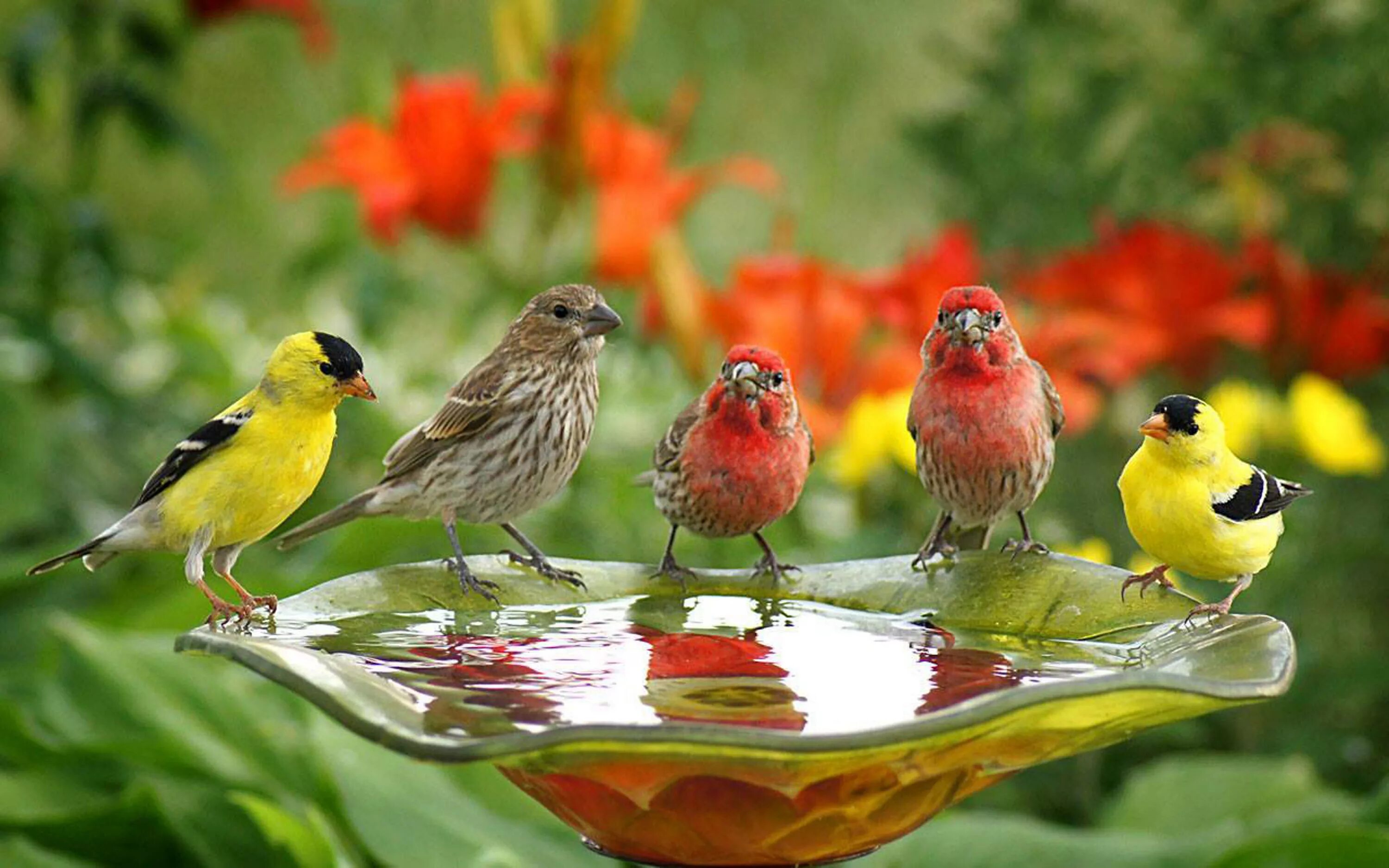 Kind birds. Летние птицы. Птицы летом. Птицы в саду. Птицы фото.