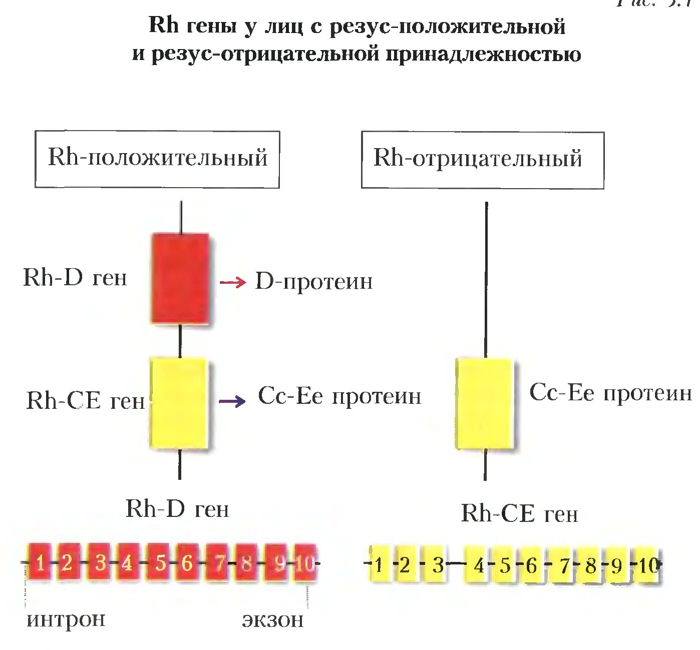 Система rh резус система. Антиген d системы резус. Антигены эритроцитов системы резус. Группа крови системы резус фактор. Фенотип группы крови по системе rh.