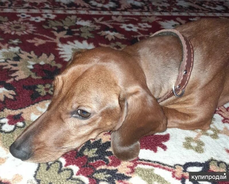 Алиса животные на авито. Отлов собак фото в ленинградской области. Петручук василий олегович. Пропала собака губкин. Собака губкин.