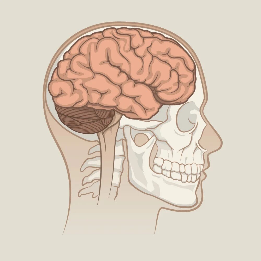 головной мозг в черепной коробке. мозг в черепной коробке. мозговой отдел черепа анатомия. расположение мозга в черепе человека. кости черепа мозговой отдел и лицевой отдел.