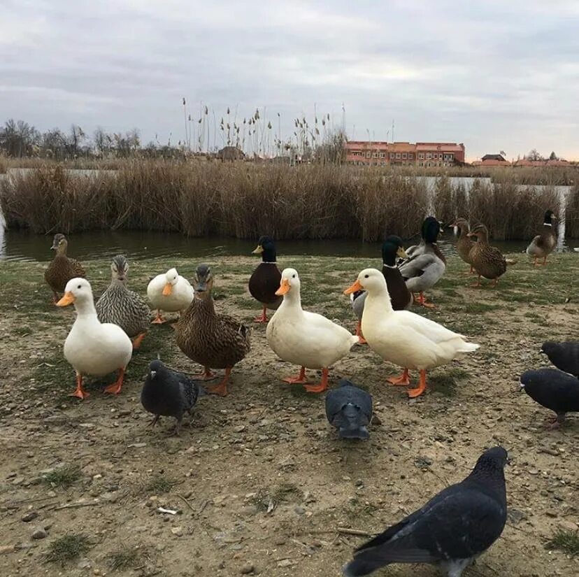птичий рынок славянск на кубани. славянск на кубани северный парк птицы. животные славянск на кубани. птичий рынок калуга. зоопарк кубань.