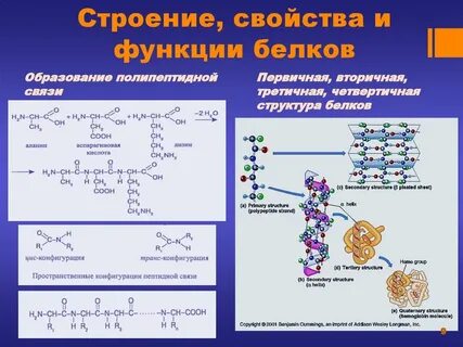 Биологическая роль белков ферментов