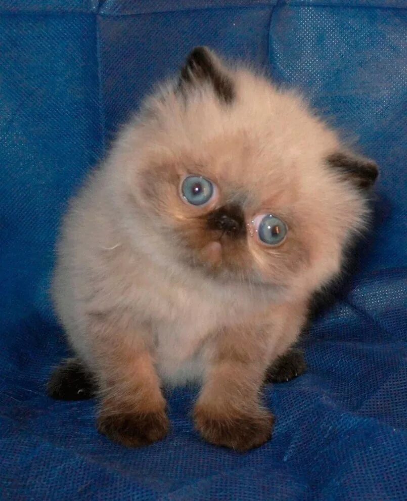 Где дешевле кот. Недорогие породистые котята. Шотландские котята. Коты продаются. Колор пойнт персидская гималайская экстремальная.