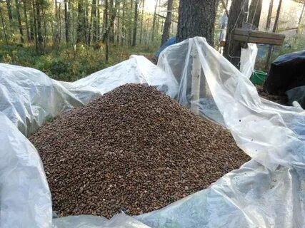 Кедровый орех можно собирать