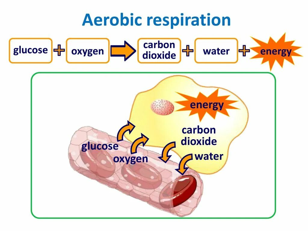 Aerobic respiration. Aerobic respiration Formula. Aerobic and anaerobic respiration. Cellular respiration. Глюкоза кислород вода энергия