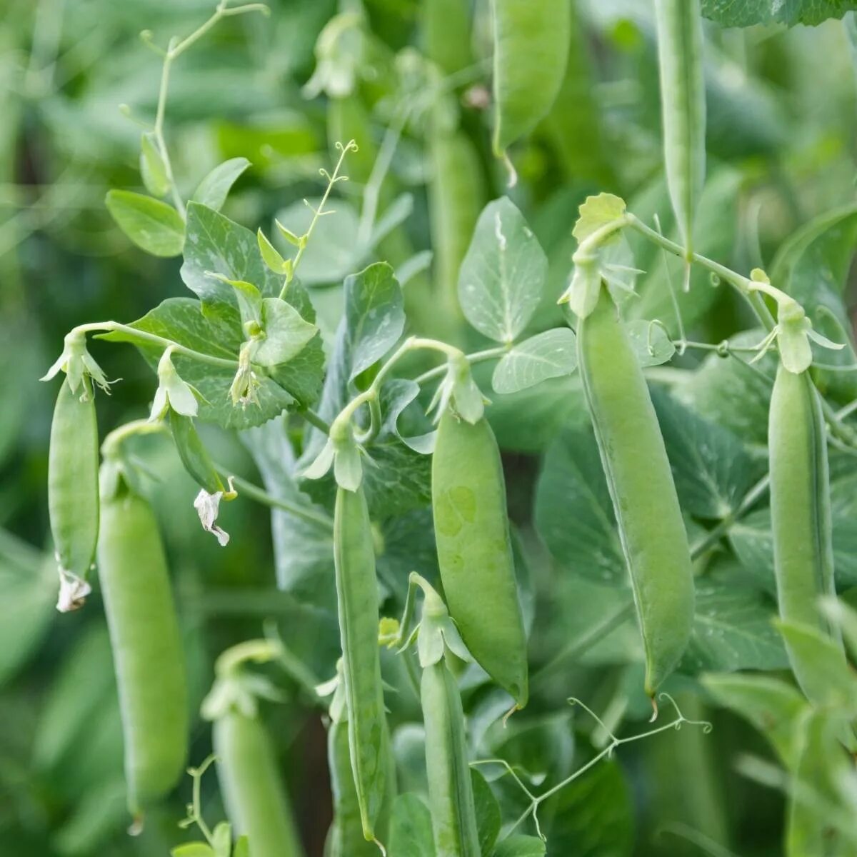 Pisum sativum - горох посевной. Горох овощной Вега. Горох посевной волосатик. Горох посевной прямостоячий. Горошек растение виды