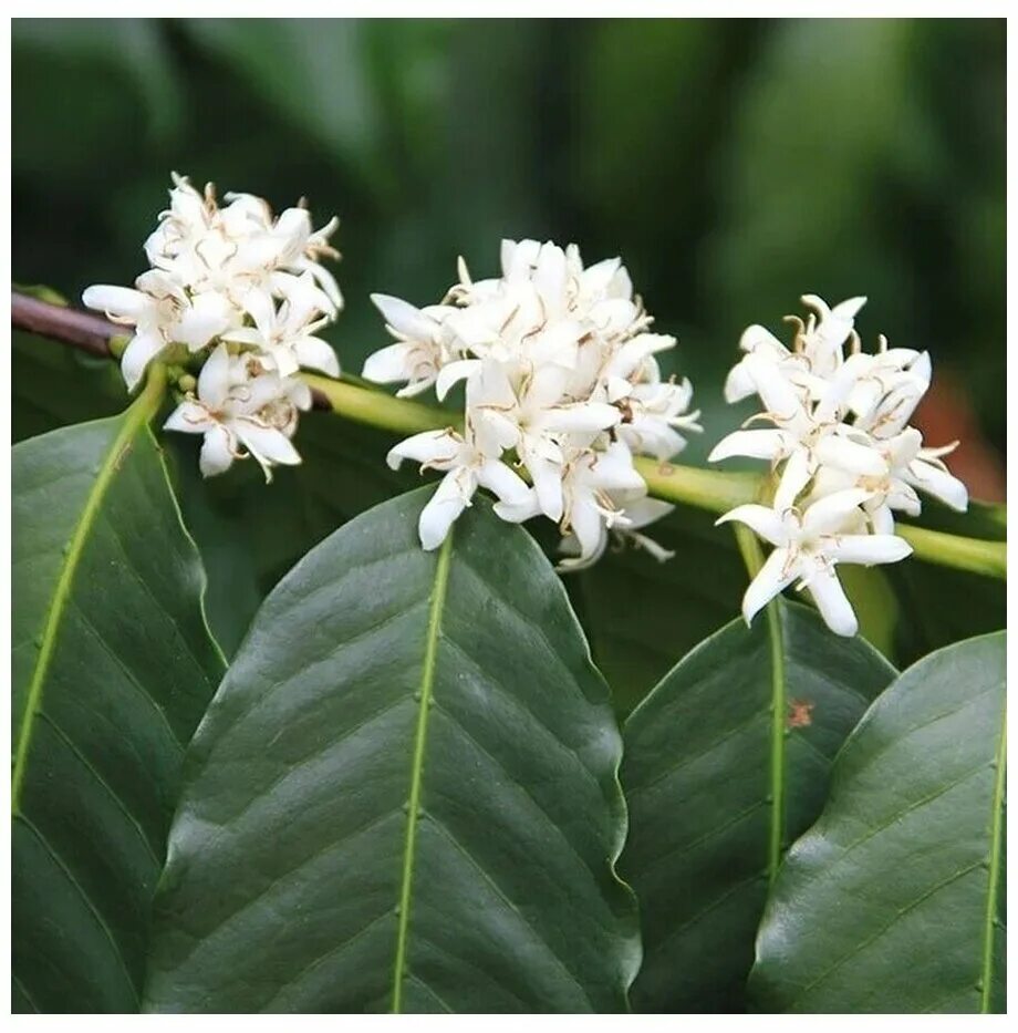 iPage Coffee flower, Arabica coffee beans, Flower seeds