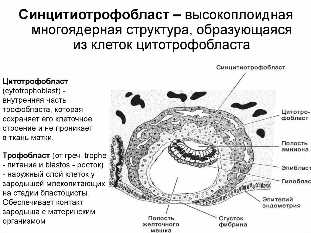 Дифференцировка трофобласта. Строение плаценты трофобласт. трофобласт и эмбриобласт. синцитиотрофобласт гистология. дифференцировка трофобласта на цитотрофобласт и синцитиотрофобласт.