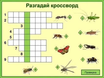 Кроссворд насекомые 7