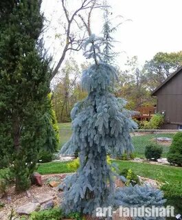 Picea pungens pendula