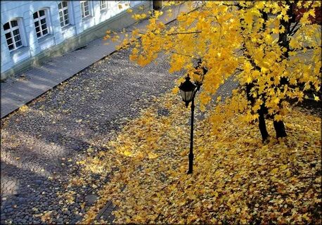 Осень в городе наступила довольно резко
