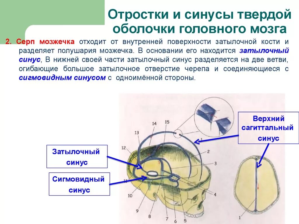 Длинные отростки головного мозга. Серповидный отросток твердой мозг оболочки. Намет мозжечка анатомия. Серп большого мозга и намет мозжечка. Большой серповидный отросток твердой мозговой.