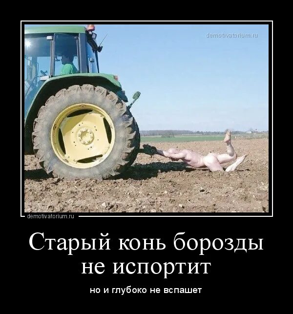 Пословица старый конь борозды не испортит. Поговорка старый конь борозды. Старый конь борозды продолжение пословицы. Лошадь не портит борозды. Старая кобыла борозды не испортит.