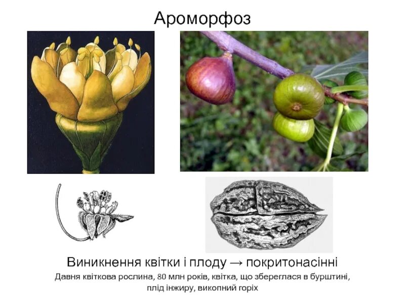 Ароморфозы растений. Ароморфозы животных. Ароморфоз примеры у животных. Примеры ароморфоза у растений примеры.