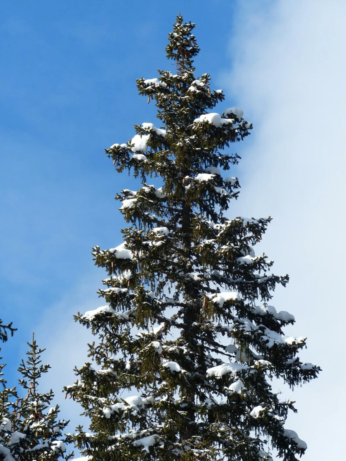 Ель елка кедр пихта. Пихта Лесная. Елка дерево. Ель Дикая. Tree елка