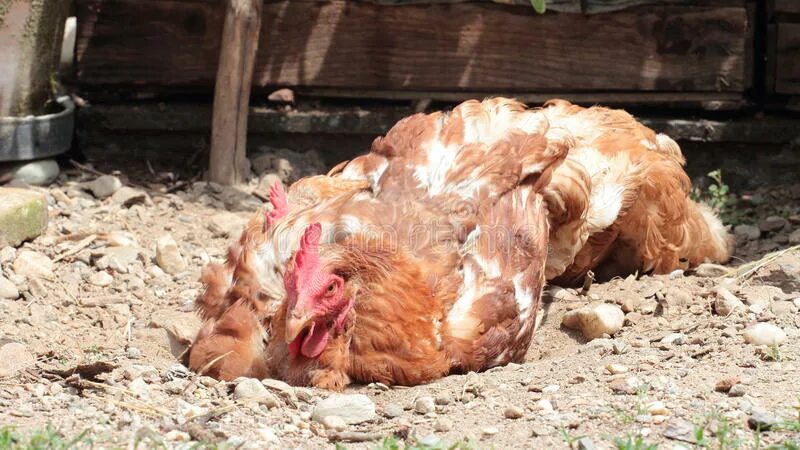 Chicken dust