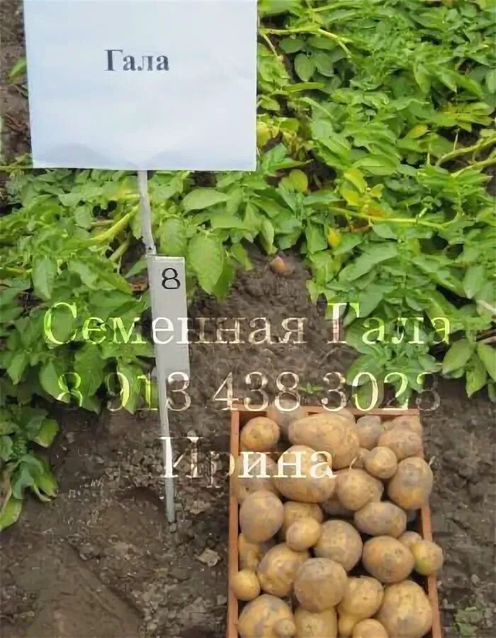 Семенной картофель Люкс, 1 репр., 1 кг (4966040) - Купить по цене от 80.00 руб. 