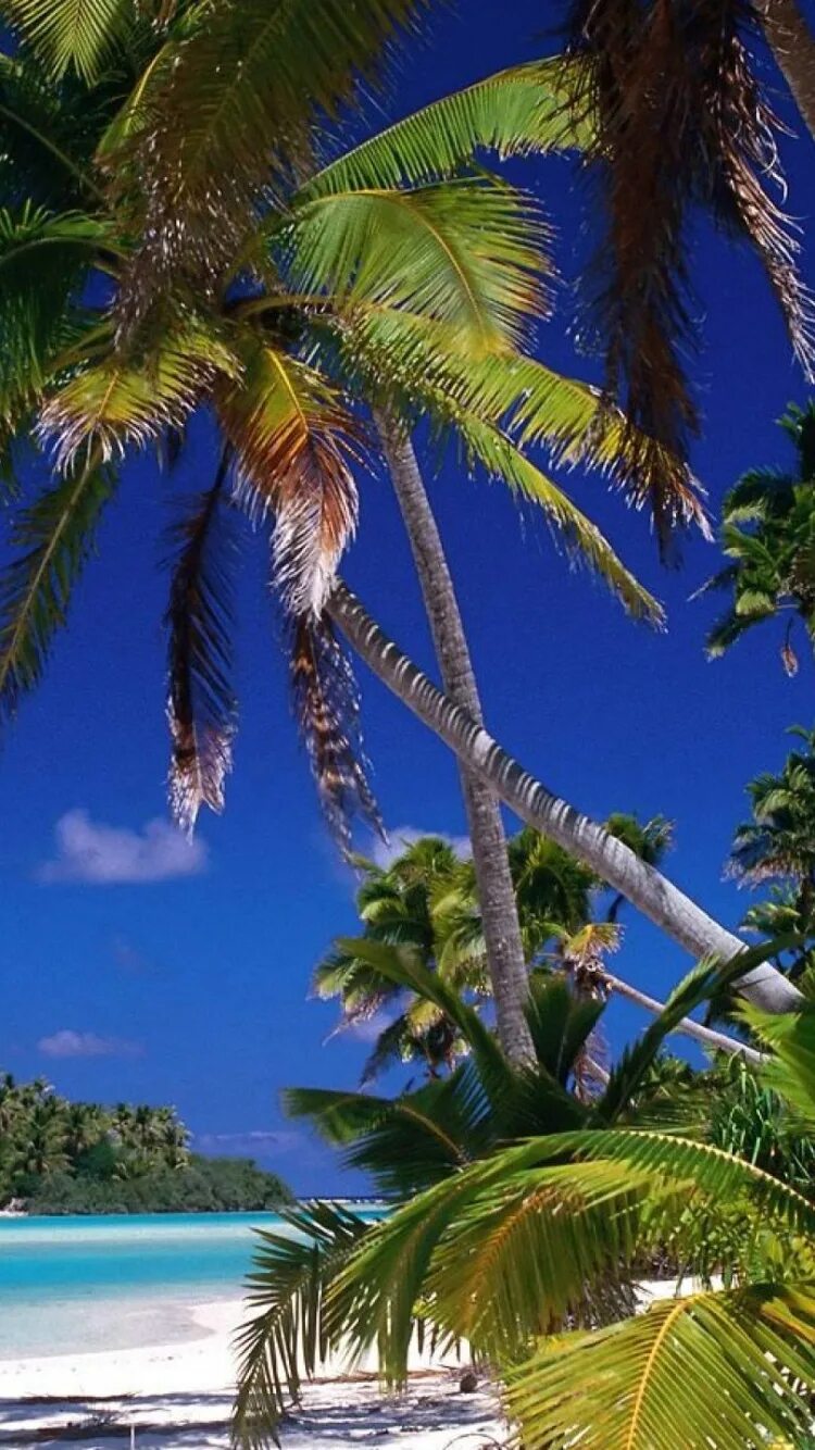 Гавайи Багамы. Пальмы и океан. Тропические пальмы. Красивые пальмы и море.