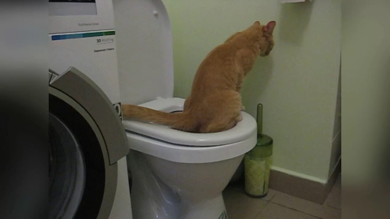 Почему жидко ходит в туалет. Кот ходит на унитаз.