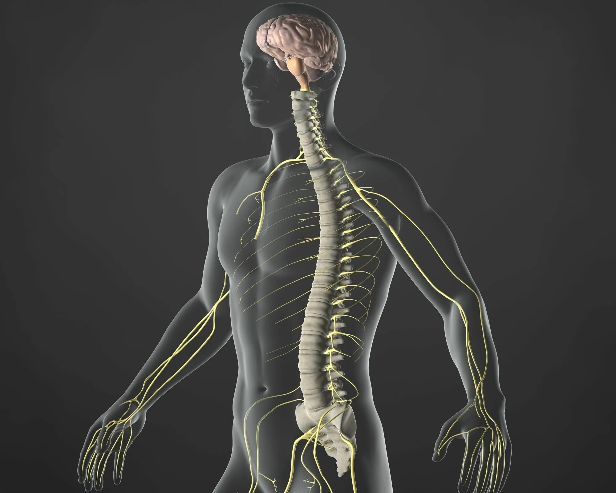 Нервная система человека. Нервы человека анатомия. Нервная система человека строение и функции. Нервная система (нс). Вегетативная автономная нервная система.