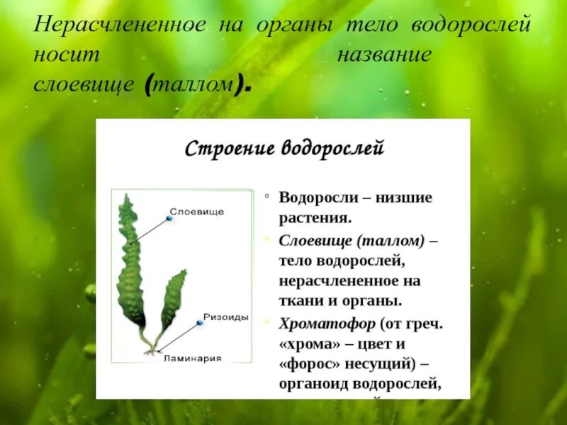 Водоросли какие части. Строение слоевища бурых водорослей. Строение таллома зеленых водорослей. Строение таллома многоклеточных водорослей. Строение водоросли ламинарии.