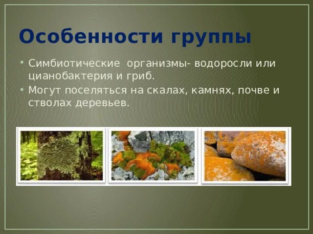 Особенности симбиотических водорослей. Симбиотические организмы. Симбиотические группы грибов. Лишайник комплексный организм
