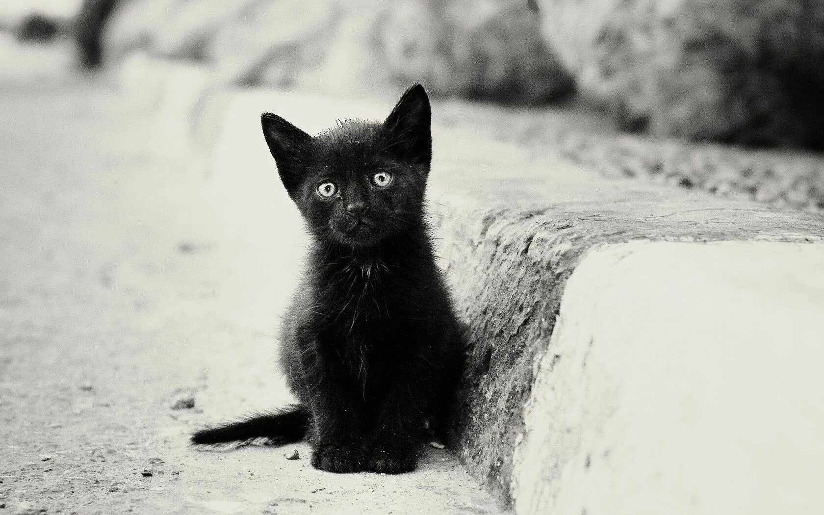 Black кинут. Чёрный кот. Черный котенок. Котенок в шляпе. Бездомные котята.