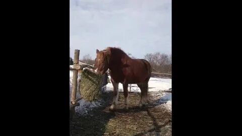 Лошадь оскорбление