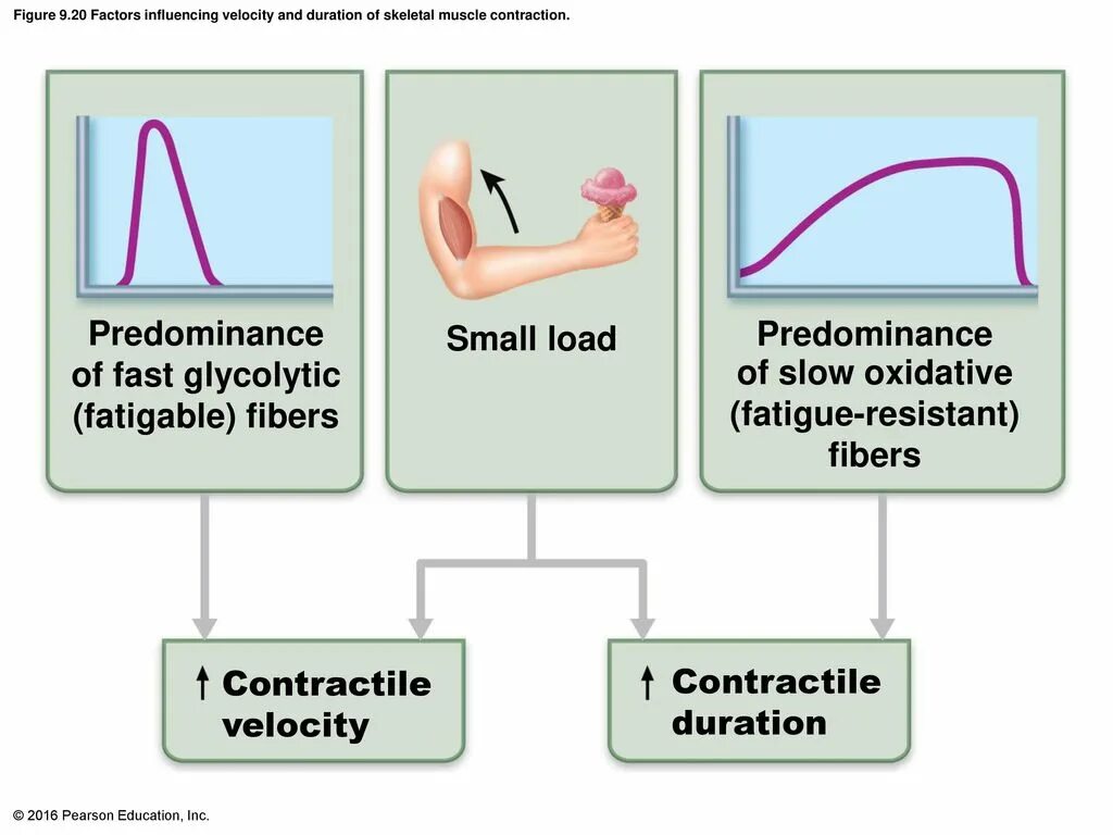 Elastic and plastic deformation phases. Малый бизнес грузоперевозки. Загрузка без фона. Elastic line. Small load.