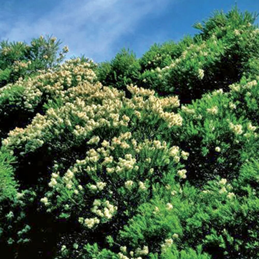 Чайное дерево Сочи. Чайное дерево фото. Melaleuca alternifolia. Чайное дерево маленькое. Где купить чайное дерево