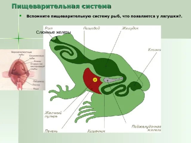 Система лягушки пищеварительной системы лягушки. Пищеварительная система земноводных схема. Схема строения пищеварительной системы земноводных. Строение пищеварительной системы амфибий.