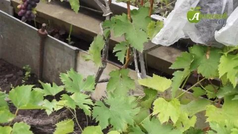 Каким купоросом обрабатывать виноград осенью