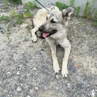 Собаки в хабаровске