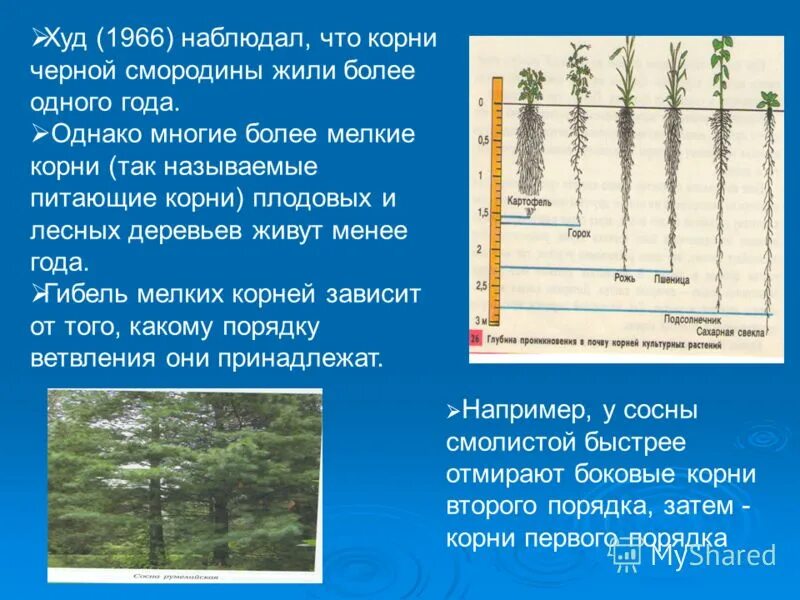 Корневых будет жить 5. Корневая система черной смородины. Жить жизнь корень.