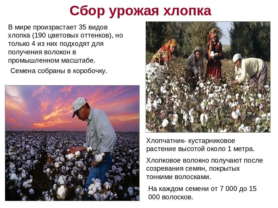 Хлопок получается из. Хлопчатник. доклад про хлопок. презентация на тему хлопок. доклад на тему хлопок.