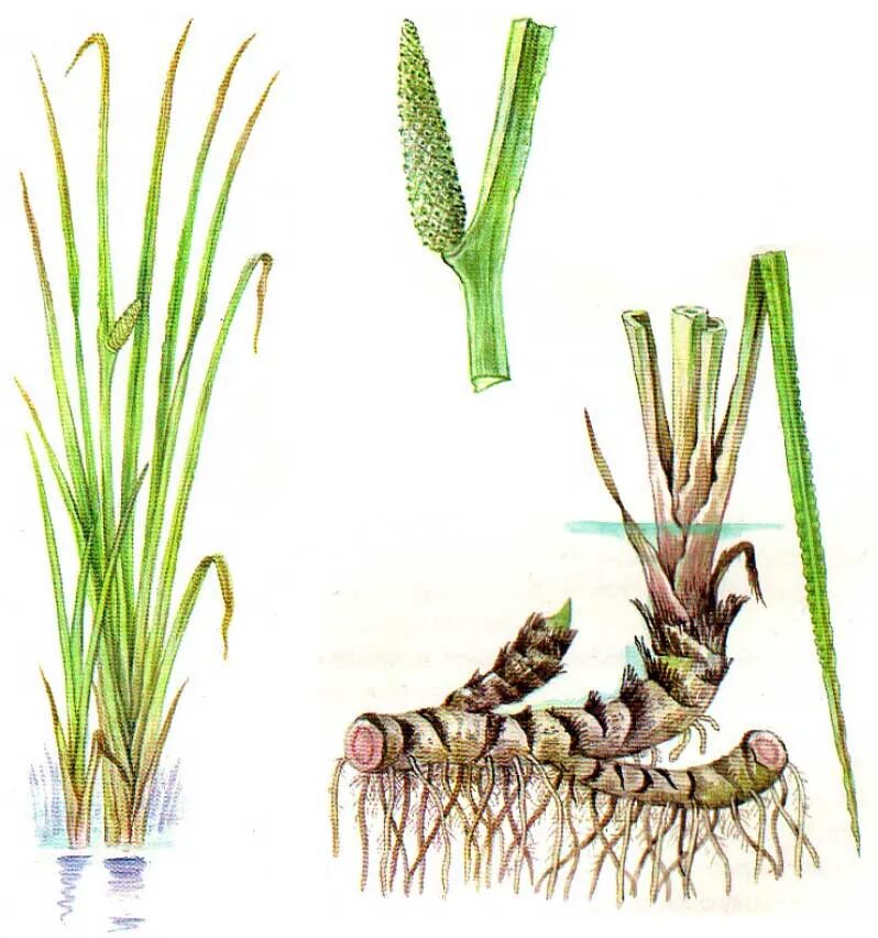 АИР болотный (Acorus Calamus). АИР обыкновенный - Acorus Calamus. АИР болотный корневища. АИР болотный Фармакогнозия корневища.